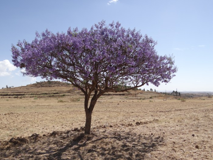 Tam gdzie rosną baobaby 11